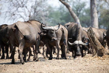 Fototapeta premium View of the buffalo in South Luangwa National Park, Zambia, Africa