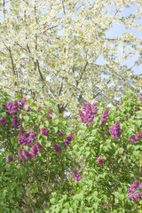 Obraz premium A Lilac flowers and apple tree with green leaves on a branch. close