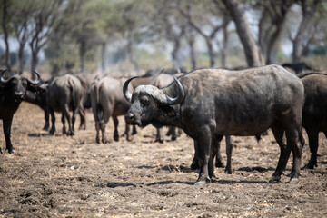View of the buffalo in South Luangwa National Park, Zambia, Africa