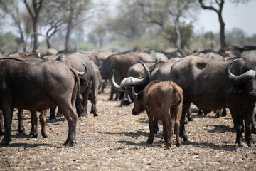 Obraz premium View of the buffalo in South Luangwa National Park, Zambia, Africa