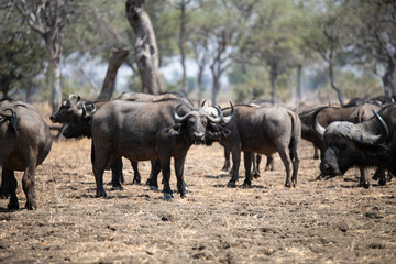 Fototapeta premium View of the buffalo in South Luangwa National Park, Zambia, Africa