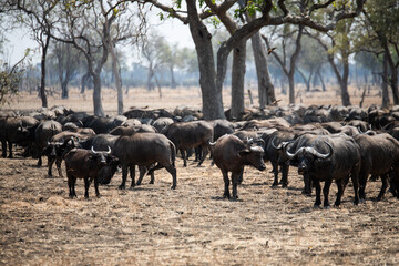 Fototapeta premium View of the buffalo in South Luangwa National Park, Zambia, Africa