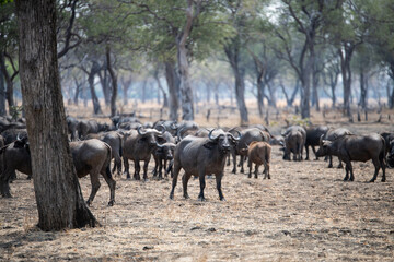 Fototapeta premium View of the buffalo in South Luangwa National Park, Zambia, Africa
