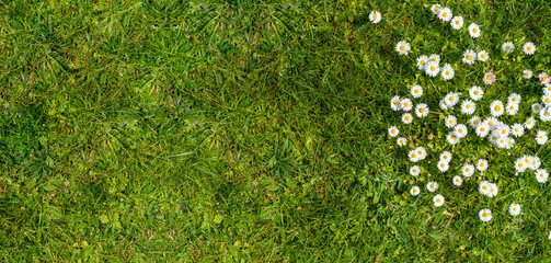 Spring background. Green lawn and flowers on top banner. © uladzimirzuyeu
