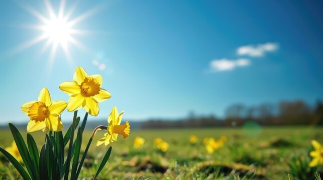 Bright yellow daffodils on a pleasant sunny day in spring