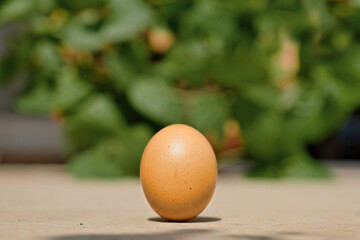 An egg is placed in an upright position during the peh cun (boat rowing) festival in Chinese-Indonesian cultural heritage © Bunda
