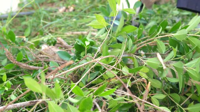 The gardener  use  electric  chain  saw  to  prun the tree