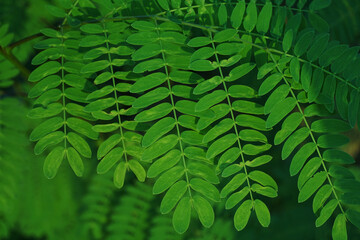 The image is of a close-up of a fern frond, with the leaves arranged in a bipinnate pattern.