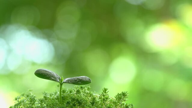 森林に芽生えた水滴のついた新芽　エコイメージ