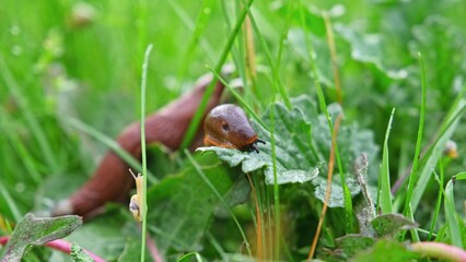 Brown Slimy Slug Snails Crawling on Garden Green Plants Collecting Moisture Dew Drops from Leaves