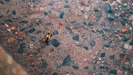 Helpless Bug Insect Turned Upside Down Drowing in Rain Water Puddle