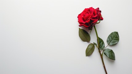 Fototapeta premium Close up of red flower rose on isolated white background, Copy space. generative AI image