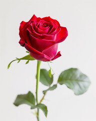 一輪の赤い薔薇。