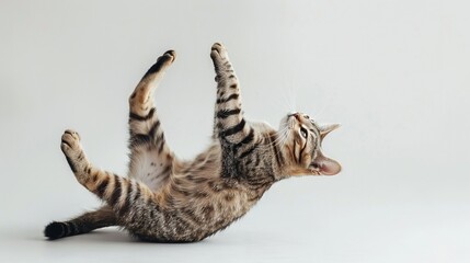   A cat lying down on its back with paws extended
