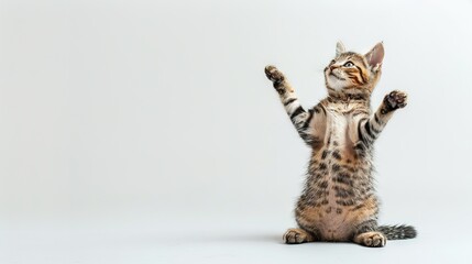 Obraz premium A feline perched upright on hind legs, with both sets of paws raised high