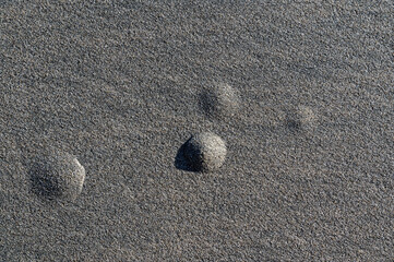 Sand bumps, what critter lies beneath?