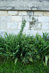 ivy and grass on wall