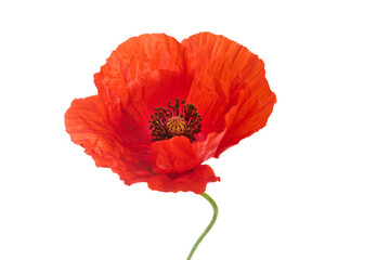 Vibrant Red Poppy Flower Isolated on White