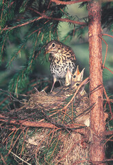 Mavis (Turdus philomelos) Tordo bottaccio
