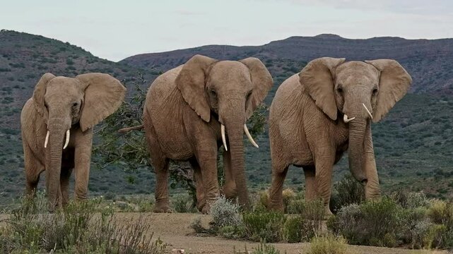 Three adult female African elephants with tusks walking across a wild landscape in Southern Africa