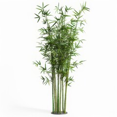 Obraz premium isolated, green, plant, leaf, white