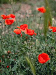 Red-flowered corn poppy in focus, showcasing vibrant red petals against defocused green background, symbolizing sleep, peace, resurrection and death, ideal for use in nature-themes or symbolic imagery