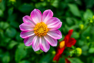 Obraz premium Dahlias bloom flowers best when the plant is not flopping to the ground