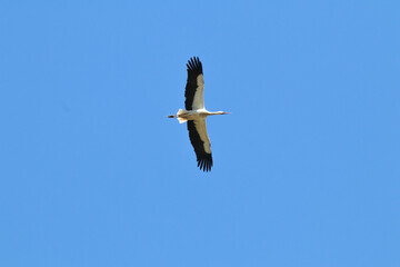 Bird, animal. Stork. Ornithology. Stork (Ciconia ciconia) flying on blue sky background. 