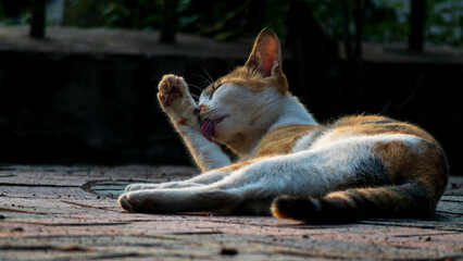 Calico Cat Cleaning His Body At Park