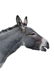 portrait of a screaming donkey isolated on white background