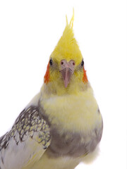 cockatiel  parrot isolated on a white background