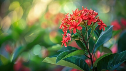 Crimson Ixora Chinensis Bloom Within the Garden