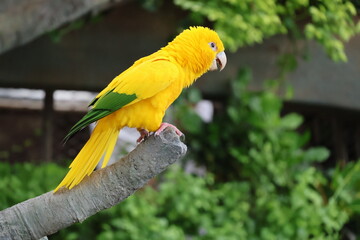 Yellow and green Australian parrot
