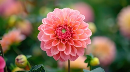 Attractive and lovely flowers to admire