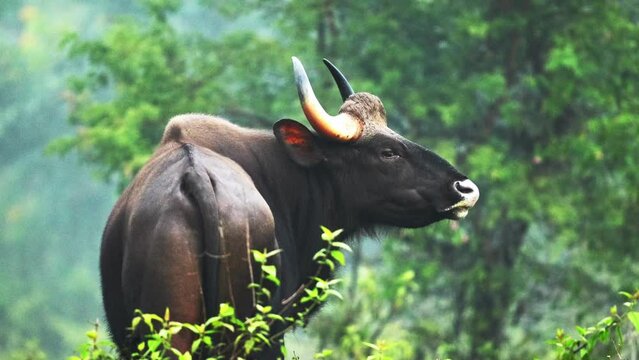 slow motion footage of Indian Gaur -Indian forest