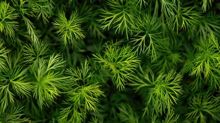 Close up image of densely planted dill leaves in a garden bed