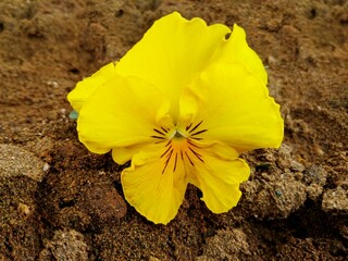 Yellow pansy flower or pansy (viola, heartsease) on sand ground in park. Colorful pansy flower yellow color floral background. Yellow flower viola or heartsease on city flowerbed detail macro closeup