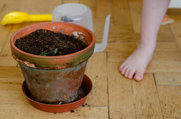 Process of indoor planting with kids. Mess around. educational hobby