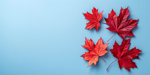 Banner for canada day with place for text, red maple leaves on a light blue background with copy space