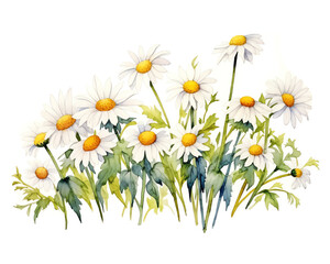 Beautiful watercolor illustration of white daisies with yellow centers and green leaves. Perfect for nature, floral, and botanical themed designs.