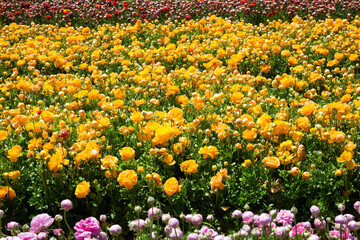 Obraz premium Floral carpet of wonderful flowers