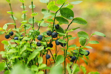Borówki leśne smaczne czarne jagody rosnące latem w lesie © KoLesfot