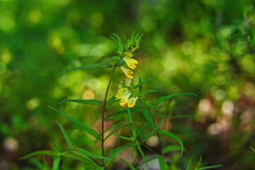 Kwiaty dziko rosnące w lesie letnią porą z rozmytym tłem