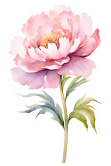 Obraz premium pink peony flower, watercolor painting clipart