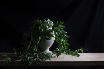Still life su fondo nero, con vaso in marmo e pianta di passiflora