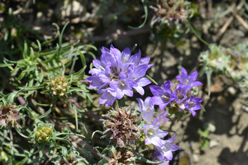 Grassy bells flowers