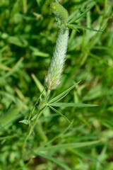 Narrowleaf crimson clover flower buds