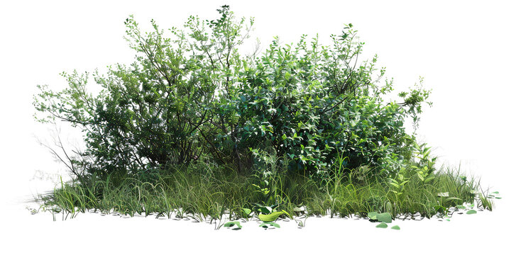 green bushes isolated on transparent background