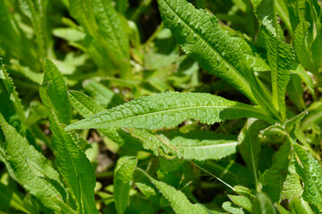 Common teasel leaf detail