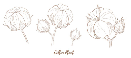 Vector cotton plant with flower and leaves line art illustration, graphic line cotton plant combination. Cotton branch. Cotton flower. Great for any designs, textile, art, walls, package